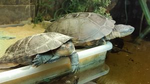 pelomedusa subrufa schildpadden Afrikaanse moerasschildpadden