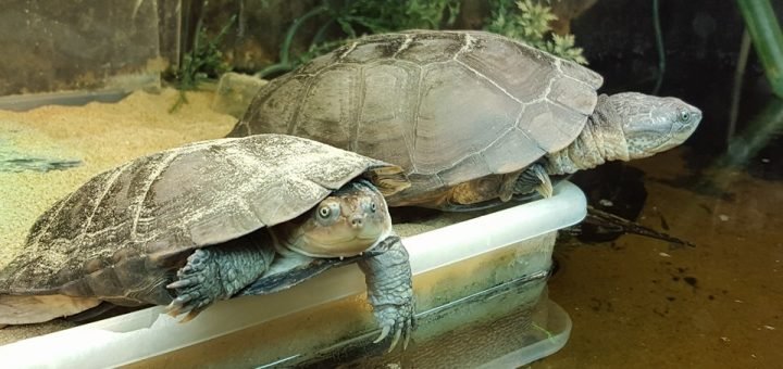 pelomedusa subrufa schildpadden Afrikaanse moerasschildpadden