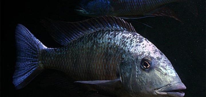 Fossorochromis rostratus
