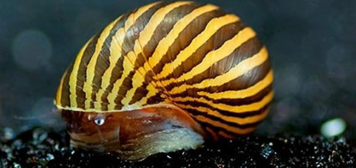 Slakken in het aquarium