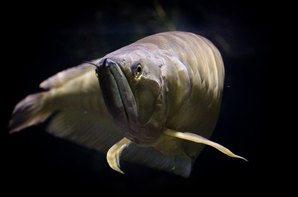 Zilveren Arowana