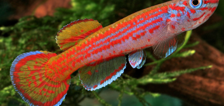 Aphyosemion primigenium