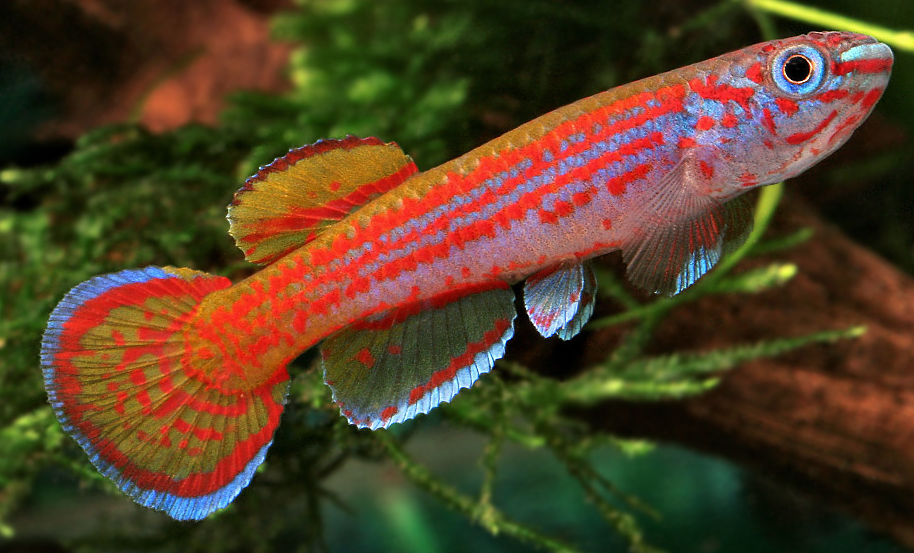Aphyosemion primigenium