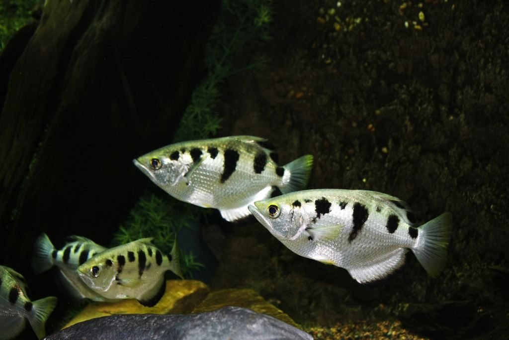Toxotes Jaculatrix