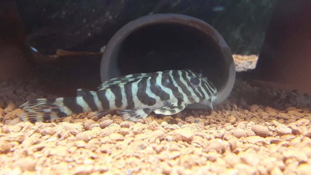 Peckoltia compta