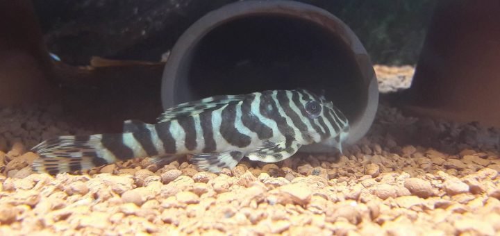 Peckoltia compta