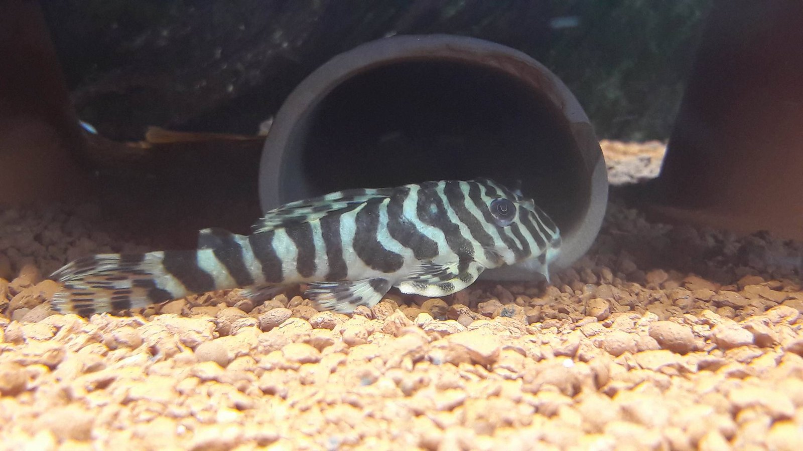 Peckoltia compta