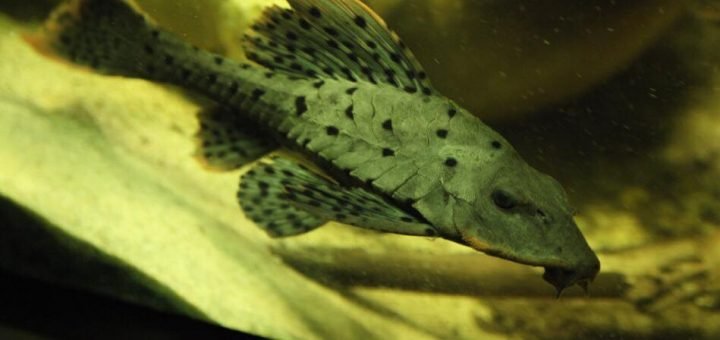 Pseudorinelepis genibarbis, L095