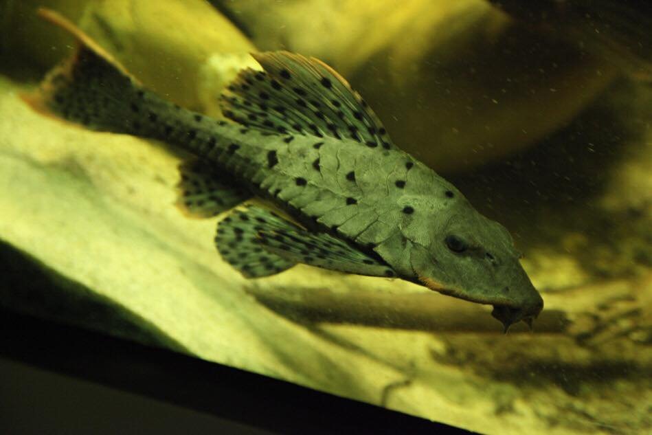 Pseudorinelepis genibarbis, L095