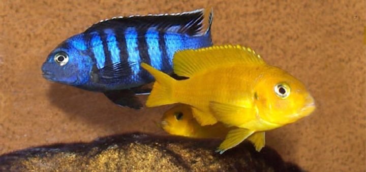Chindongo saulosi
