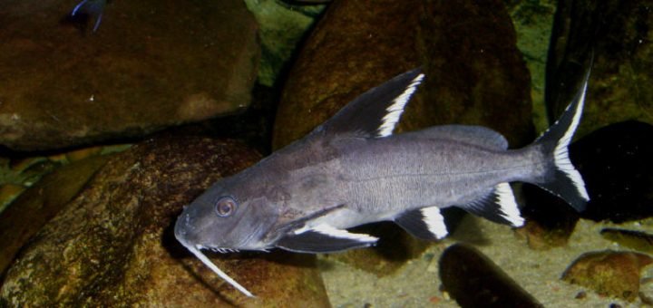 synodontis granulosus