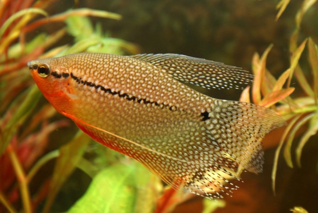Diamant Gourami