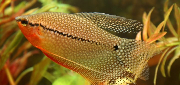 Diamant Gourami