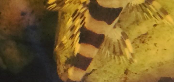 Peckoltia vittata